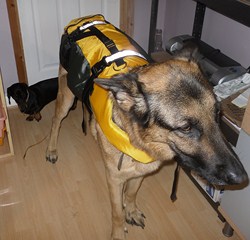 Dog Buoyancy Aid
